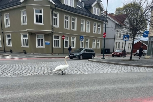 Skadet svane måtte avlives
