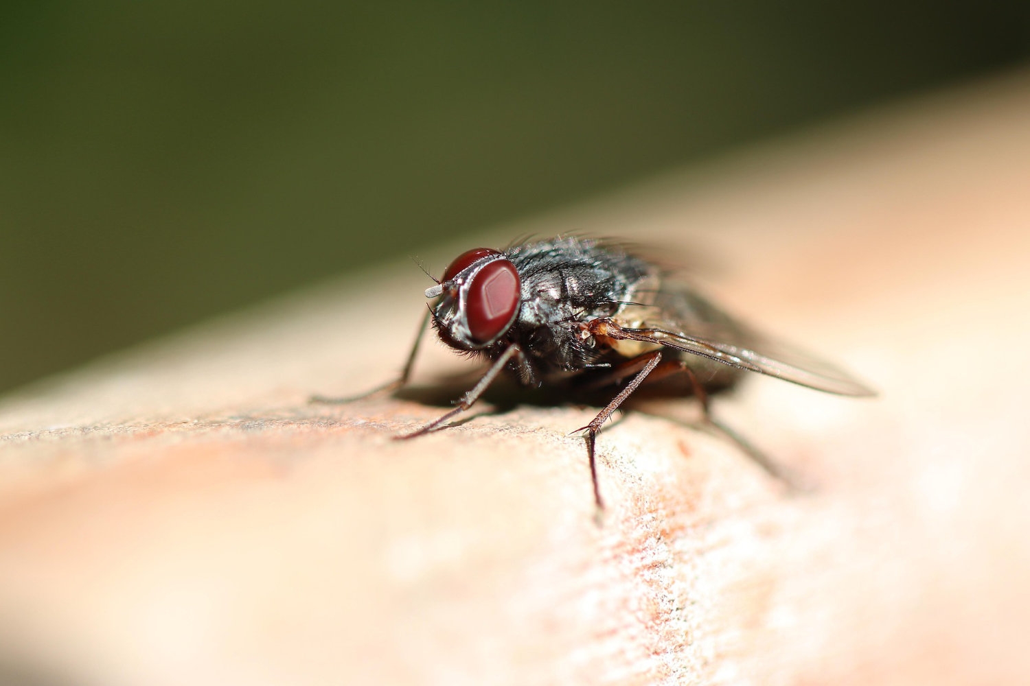 Husflue
