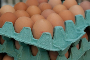 Hamstrer egg i Sverige - men i Hønefoss er det egg nok