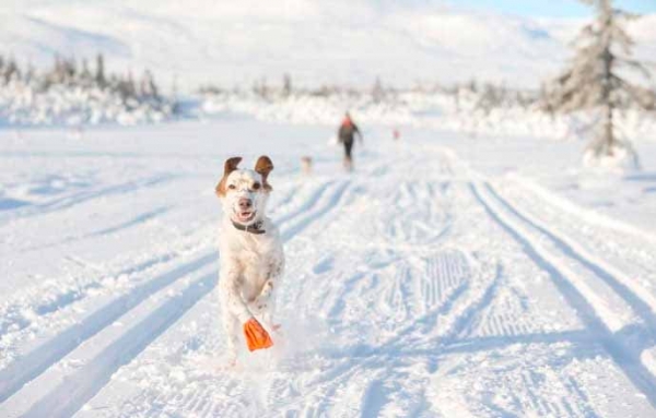 Hold hunden i aktivitet i påsken