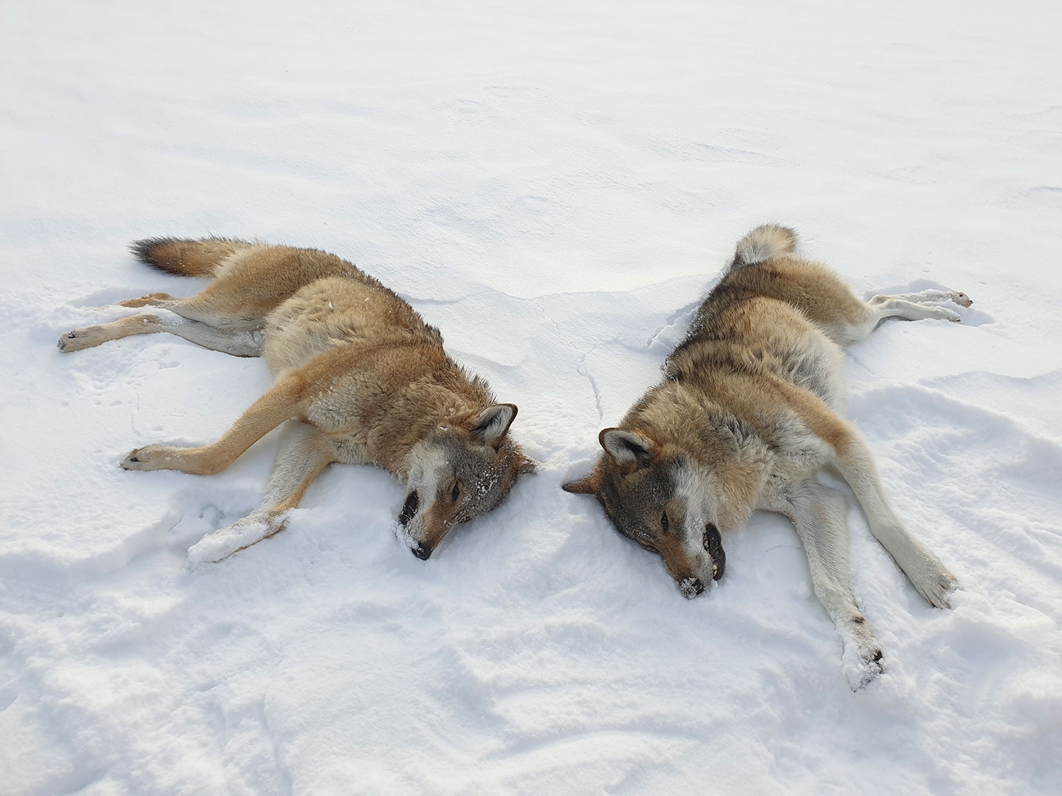 Disse ulvene ble felt i Rendalen i november. Nå står striden om ulvene i Mangenreviret og Rømskogreviret.