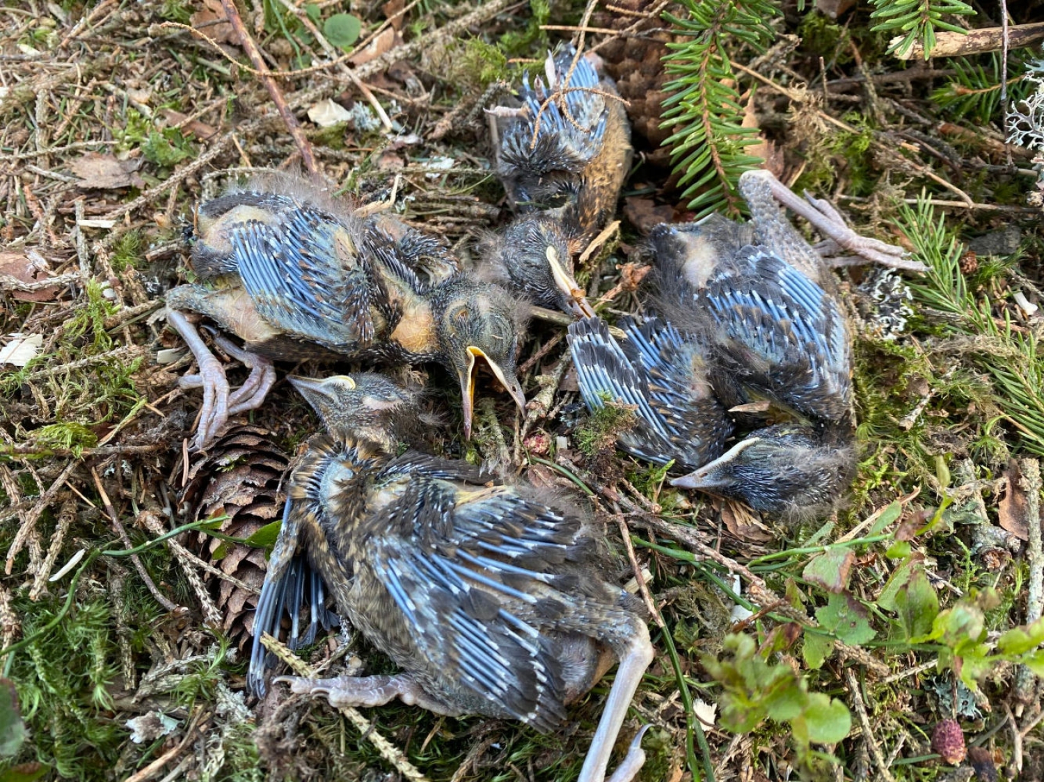 Hogst i hekketiden dreper tusenvis av fugleunger. Her fra hogst i fjor vår i Fredrikstad, da Heidi Oskarsen fant døde trostunger i hogstavfallet.