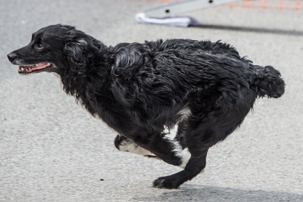 Willy imponerte, men så var han årets agilityhund i 2016