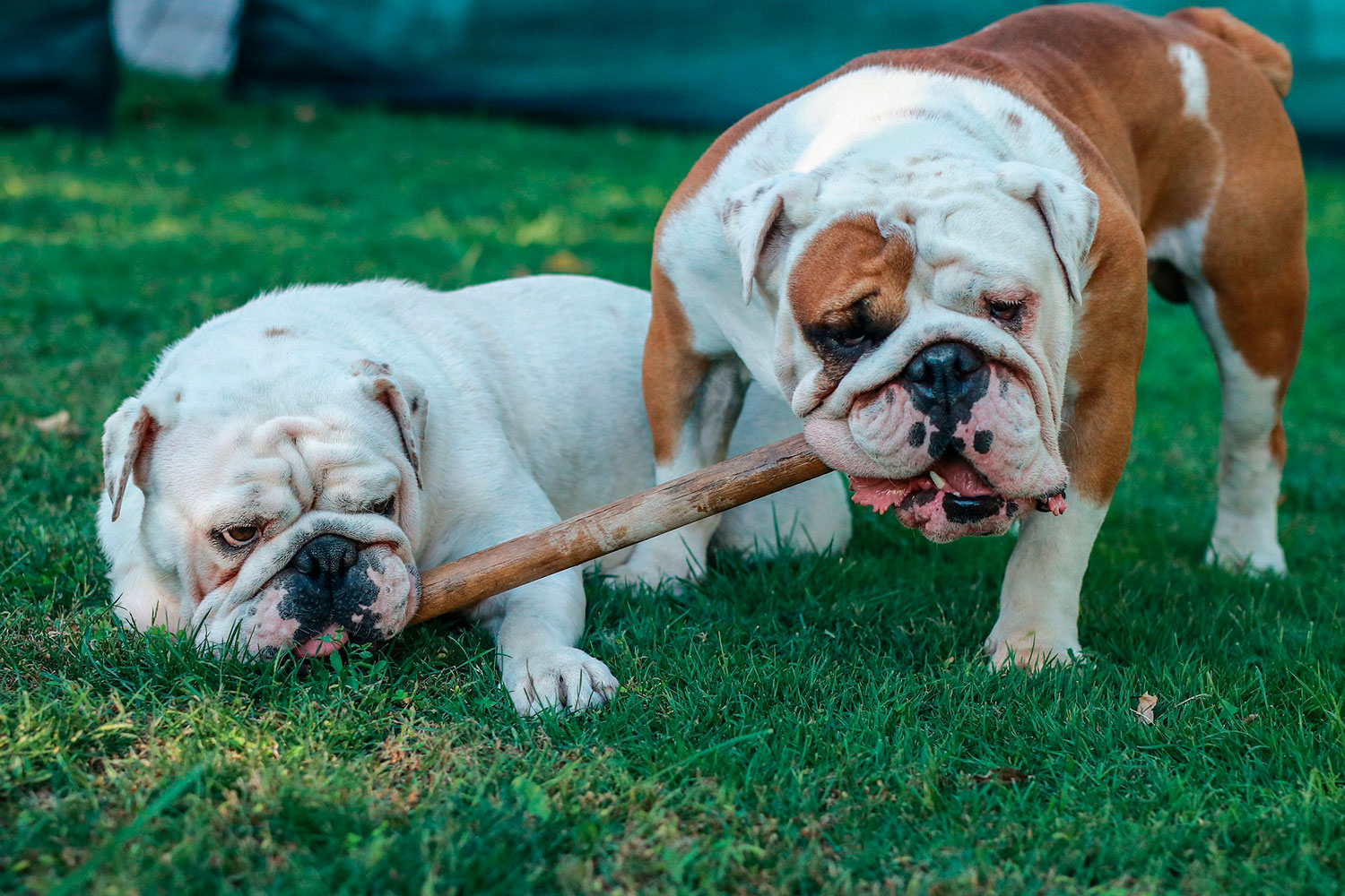 Dyrebeskyttelsen Norge mener rasene engelsk bulldogg (bildet) og cavalier king charles ikke lenger bør avles i Norge ettersom det vil være i strid med dyrevernlovens bestemmelser.