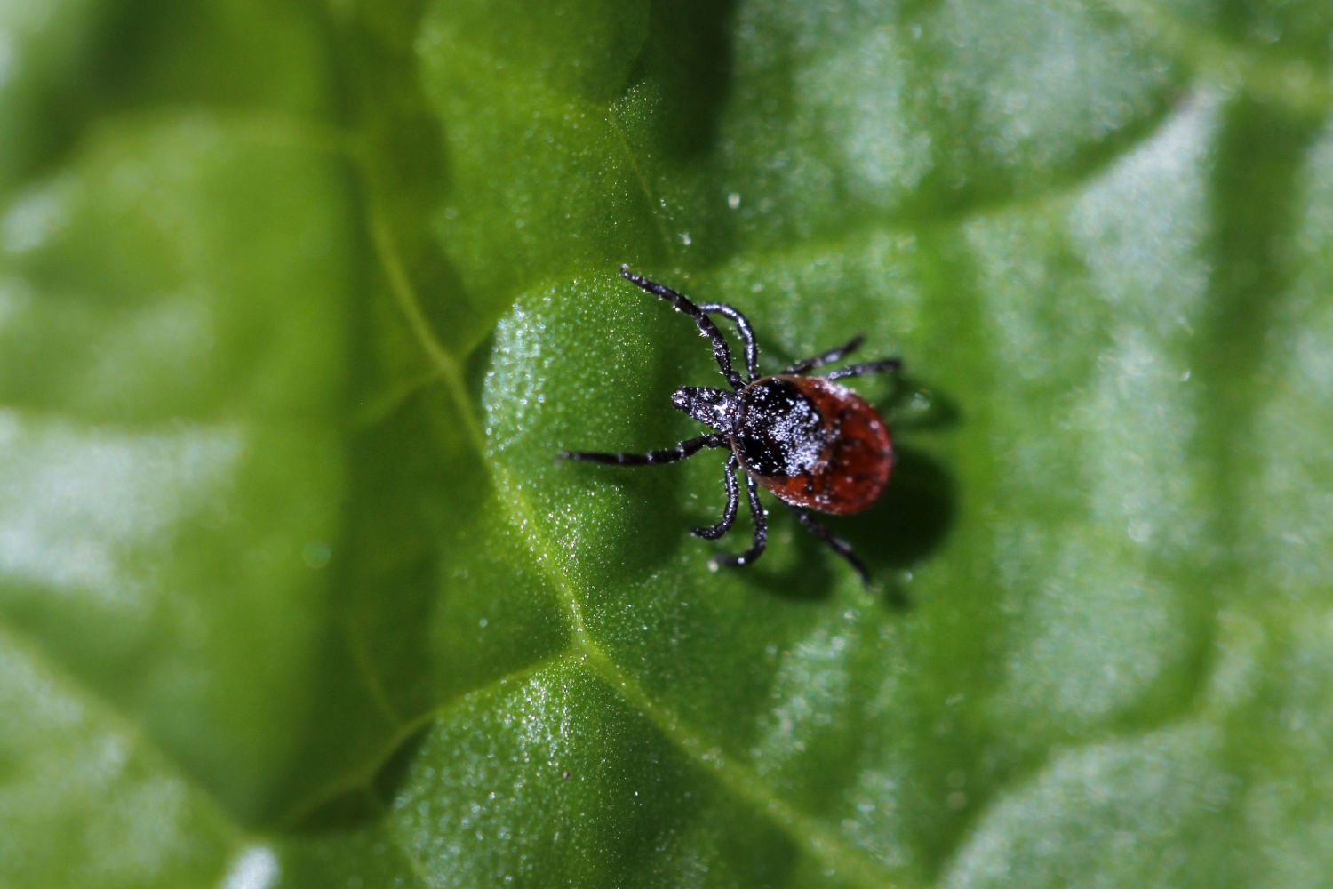 Skogflåtten blir stadig mer utbredt i Norge, og dermed de flåtbårne sykdommene. Det er foreløpig registrert 266 meldingspliktige tilfeller av Lyme borreliose i Norge i år i MSIS. I fjor ble det registrert 281 tilfeller for de sju første månedene.